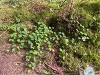 Large clovers in Enniskerry  |  <i>Mélodie Théberge</i>