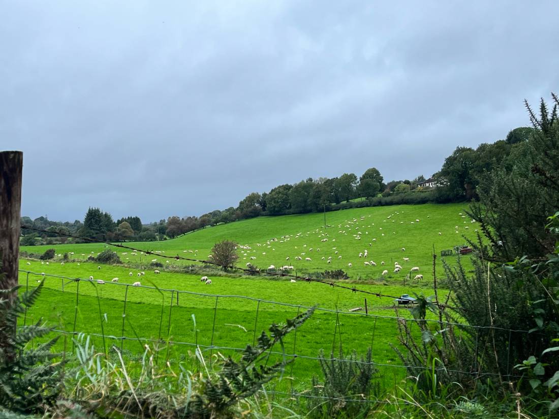 The green vastness in Moyne |  <i>Mélodie Théberge</i>