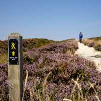 Purple heather lines the path on the Wicklow Way