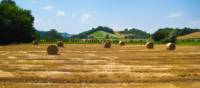 Pass by rural landscapes on your Via Francigena walk