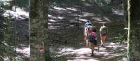 Walking through old growth forest on the St Francis Way