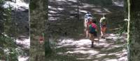 Walking through old growth forest on the St Francis Way