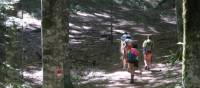 Walking through old growth forest on the St Francis Way