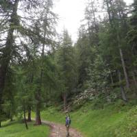Following the forest trails of the Italian Alps.