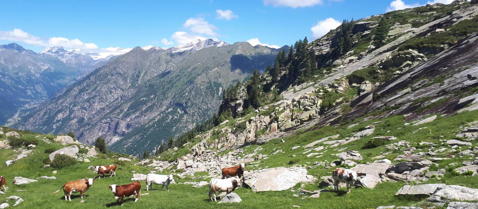 Cows grazing in the postcard perfect setting of the Gressoney Valley