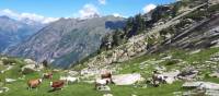 Cows grazing in the postcard perfect setting of the Gressoney Valley