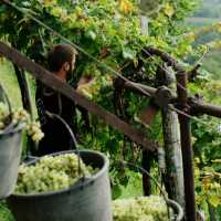 Grape harvest in Prosecco
