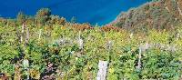 The hills above the Cinque Terre are covered with grape vines | Rachel Imber