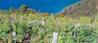 The hills above the Cinque Terre are covered with grape vines | Rachel Imber