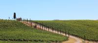 Classic Tuscan landscapes on the Via Francigena near Florence