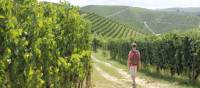 Walking through the vines in Piedmont | Jaclyn Lofts