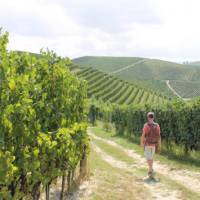 Walking through the vines in Piedmont | Jaclyn Lofts