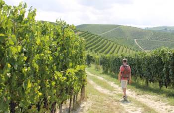 Walking through the vines in Piedmont&#160;-&#160;<i>Photo:&#160;Jaclyn Lofts</i>