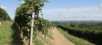 Waymarked trails through Piedmont's vineyards | Jaclyn Lofts