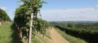 Waymarked trails through Piedmont's vineyards | Jaclyn Lofts