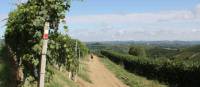 Waymarked trails through Piedmont's vineyards | Jaclyn Lofts