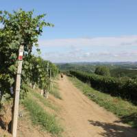 Waymarked trails through Piedmont's vineyards | Jaclyn Lofts