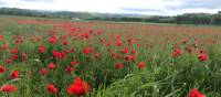 The abundance of red poppies in Italy makes you feel as if you’re in a Van Gogh painting