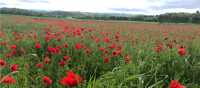 The abundance of red poppies in Italy makes you feel as if you’re in a Van Gogh painting