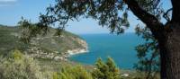 Olive groves by the sea in Salento, Itlay | Moniek58