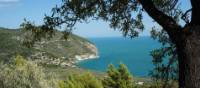 Olive groves by the sea in Salento, Itlay | Moniek58