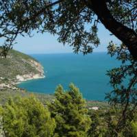 Olive groves by the sea in Salento, Itlay | Moniek58