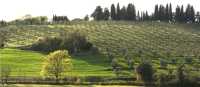 Cycling through classic Tuscan landscapes of olive groves on our Tuscany Bike and Sail