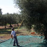 Farming tending to his olive trees during harvest | Ross Baker