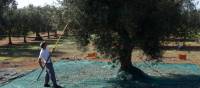Farming tending to his olive trees during harvest | Ross Baker