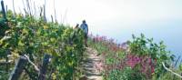 Grape vines surround the small village of Volastra | Rachel Imber