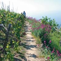 Grape vines surround the small village of Volastra | Rachel Imber