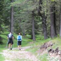 Walking into the forest on the Alta Via