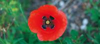 Poppies grow wild along the trails of the Cinque Terre | Rachel Imber