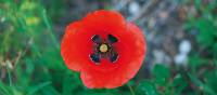 Poppies grow wild along the trails of the Cinque Terre | Rachel Imber