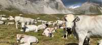Cows grazing in the Val Maira