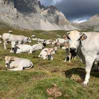 Cows grazing in the Val Maira