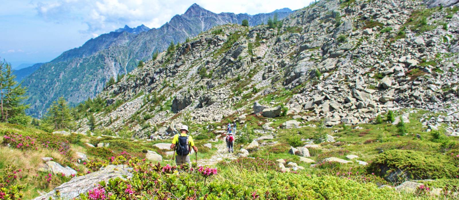 Hiking the Dolomites with wild rhododendron flowers