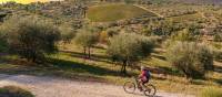 Gorgeous bike paths lined with olive trees in Tuscany