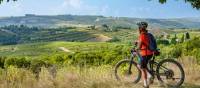 Cycle through olive trees in Tuscany