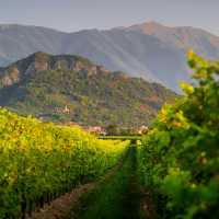 Explore the Prosecco Trail