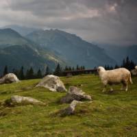 A woolly sheep with plenty to graze on in Poland