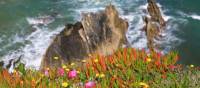 Wildflowers & cliffs along Portugal's Rota Vicentina | John Millen