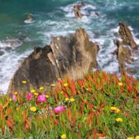 Wildflowers & cliffs along Portugal's Rota Vicentina | John Millen