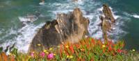 Wildflowers & cliffs along Portugal's Rota Vicentina | John Millen