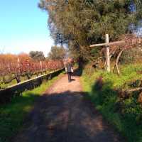 Exploring vineyards on the Camino Portuguese self guided walking tour that departs year-round