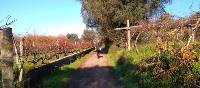 Exploring vineyards on the Camino Portuguese self guided walking tour that departs year-round