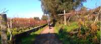 Exploring vineyards on the Camino Portuguese self guided walking tour