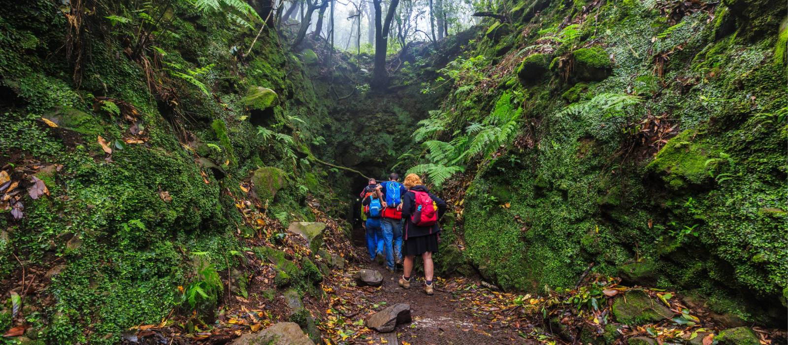 Walking through the green trails of Madeira