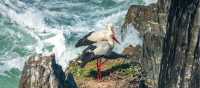 White storks nesting in Portugal