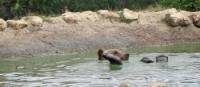 A rescued bear enjoying a swim the sanctuary